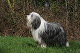 BEARDED COLLIE 336